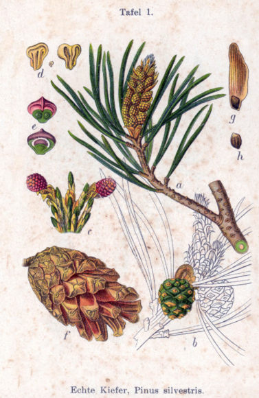 Pinus silvestris - Scottish Pine